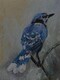 Blue Jay #2