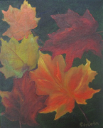Maple Leaves