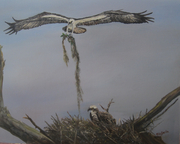 Ospreys Together